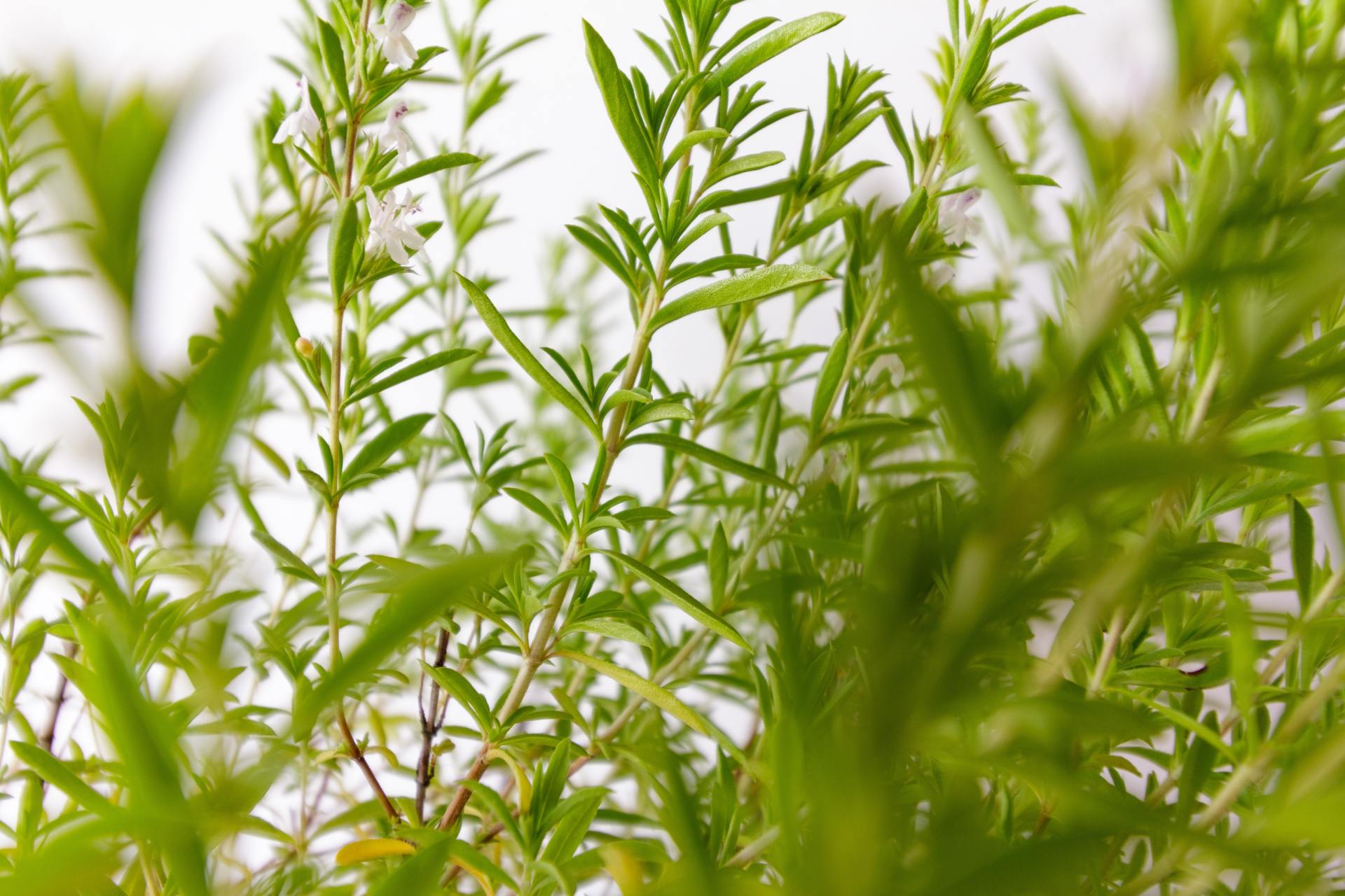 Aromatiche