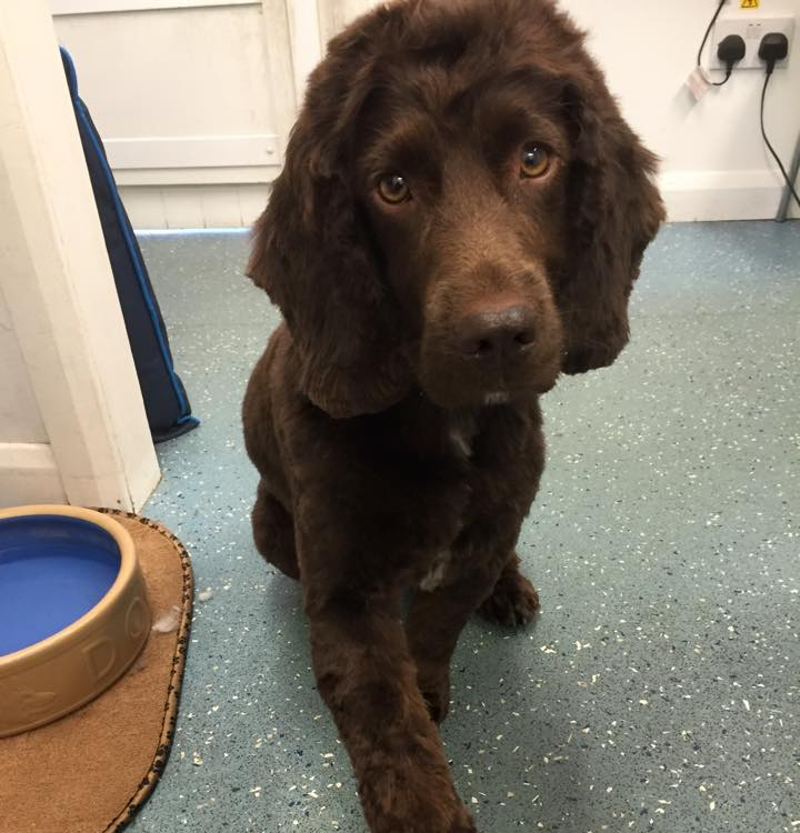 Our grooming services