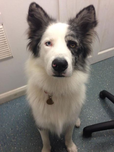 dog
