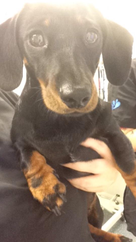 dog 5