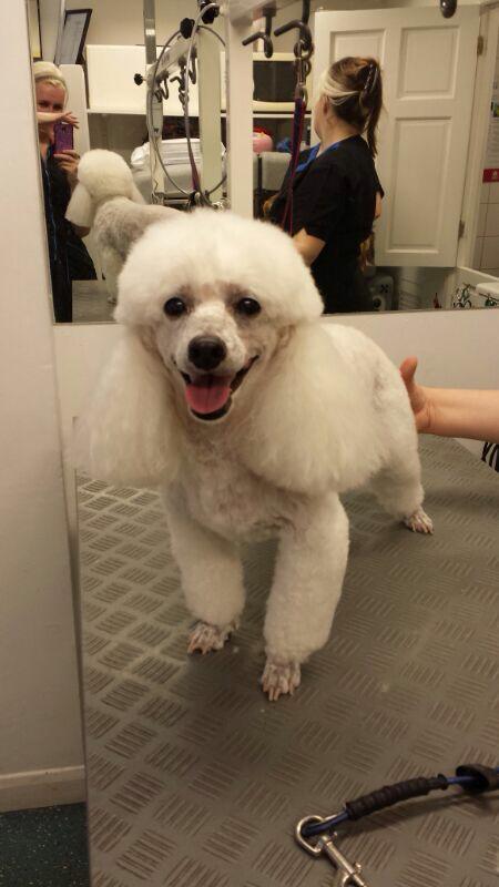 dog 1