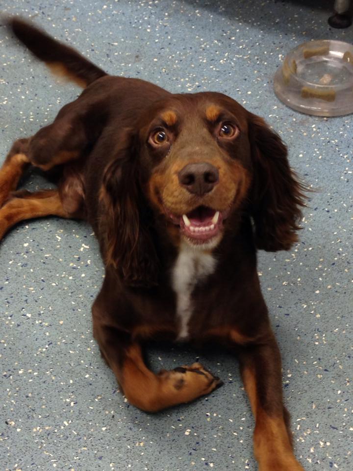dog 4