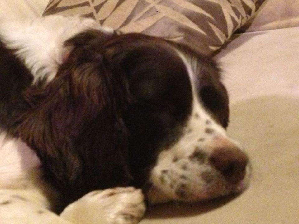dog 6