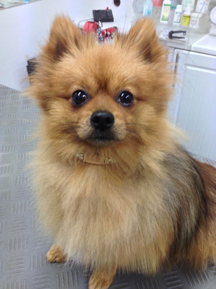 dog 1