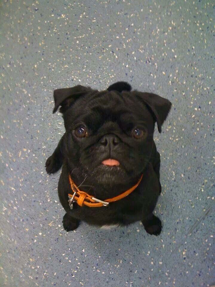 dog 2