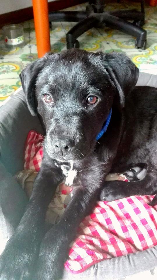 labrador nero