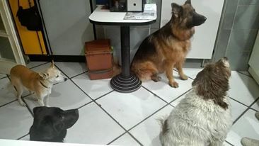 Diversi cani
