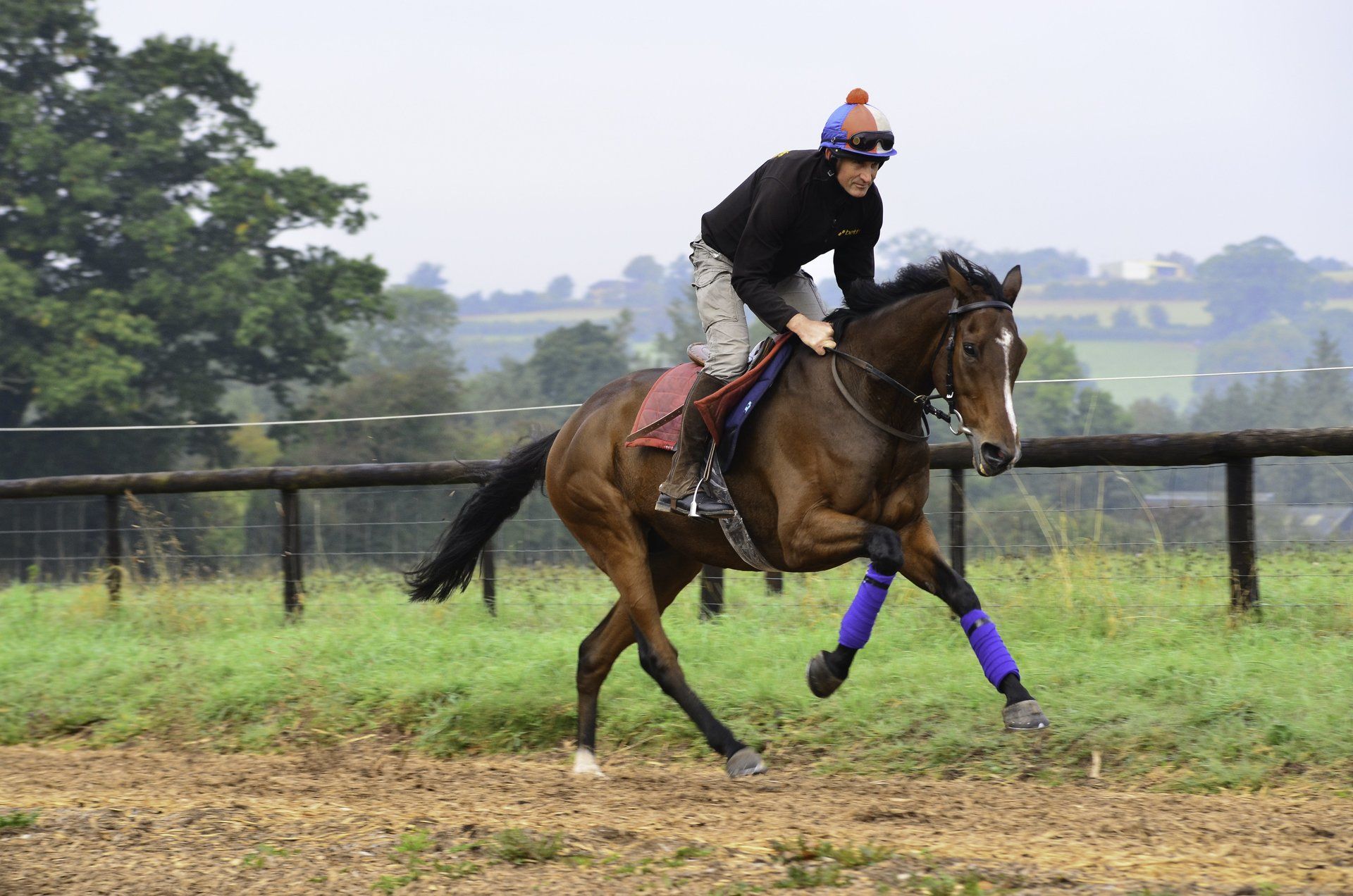 a riding horse