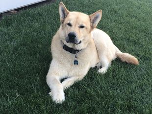 Red, the Chief Canine Officer is a Shepherd Husky mix that loves spending time with Matthew outdoors.