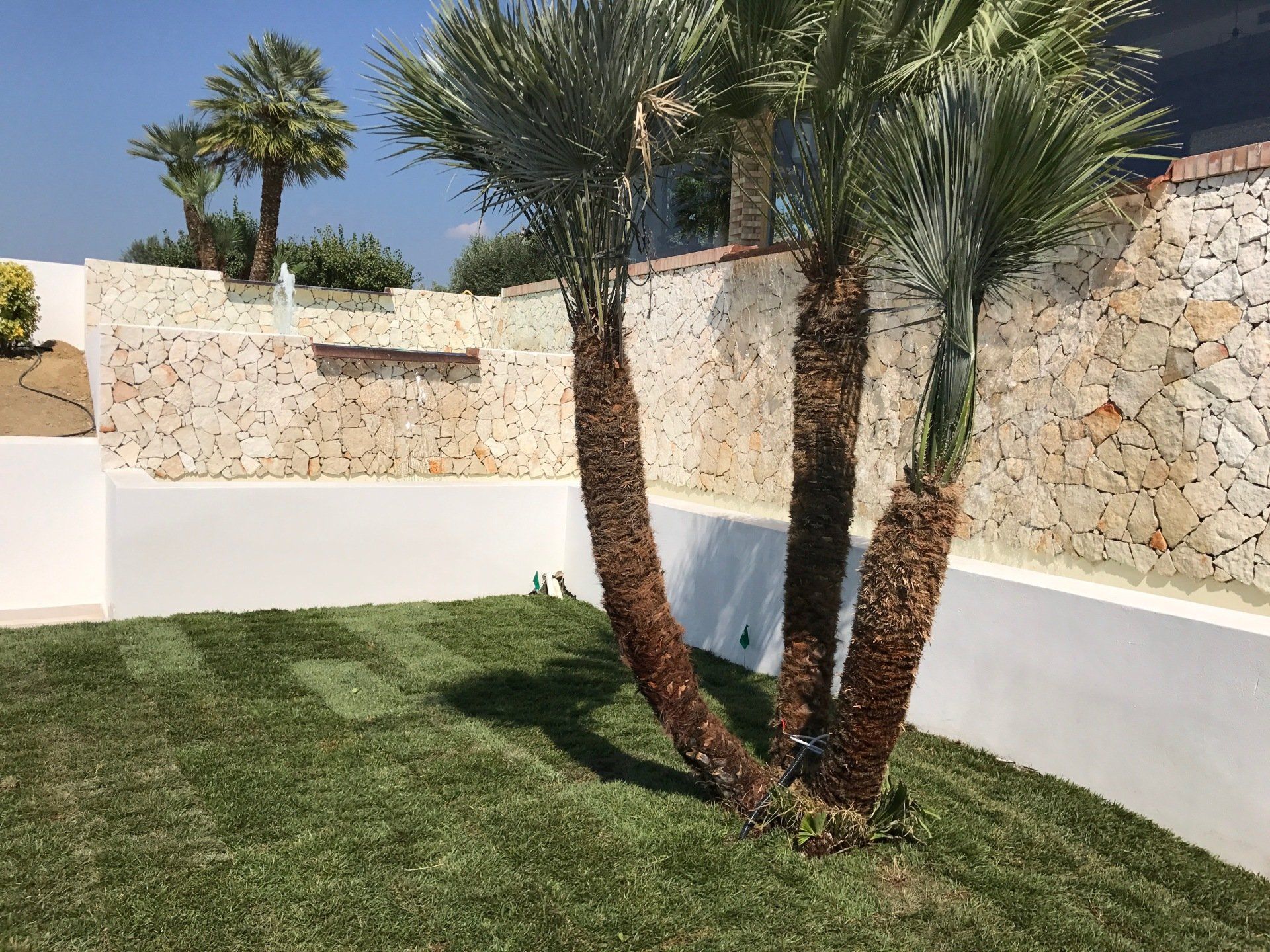 Palme davanti a un muro di pietra, che proiettano ombre sull'erba verde.