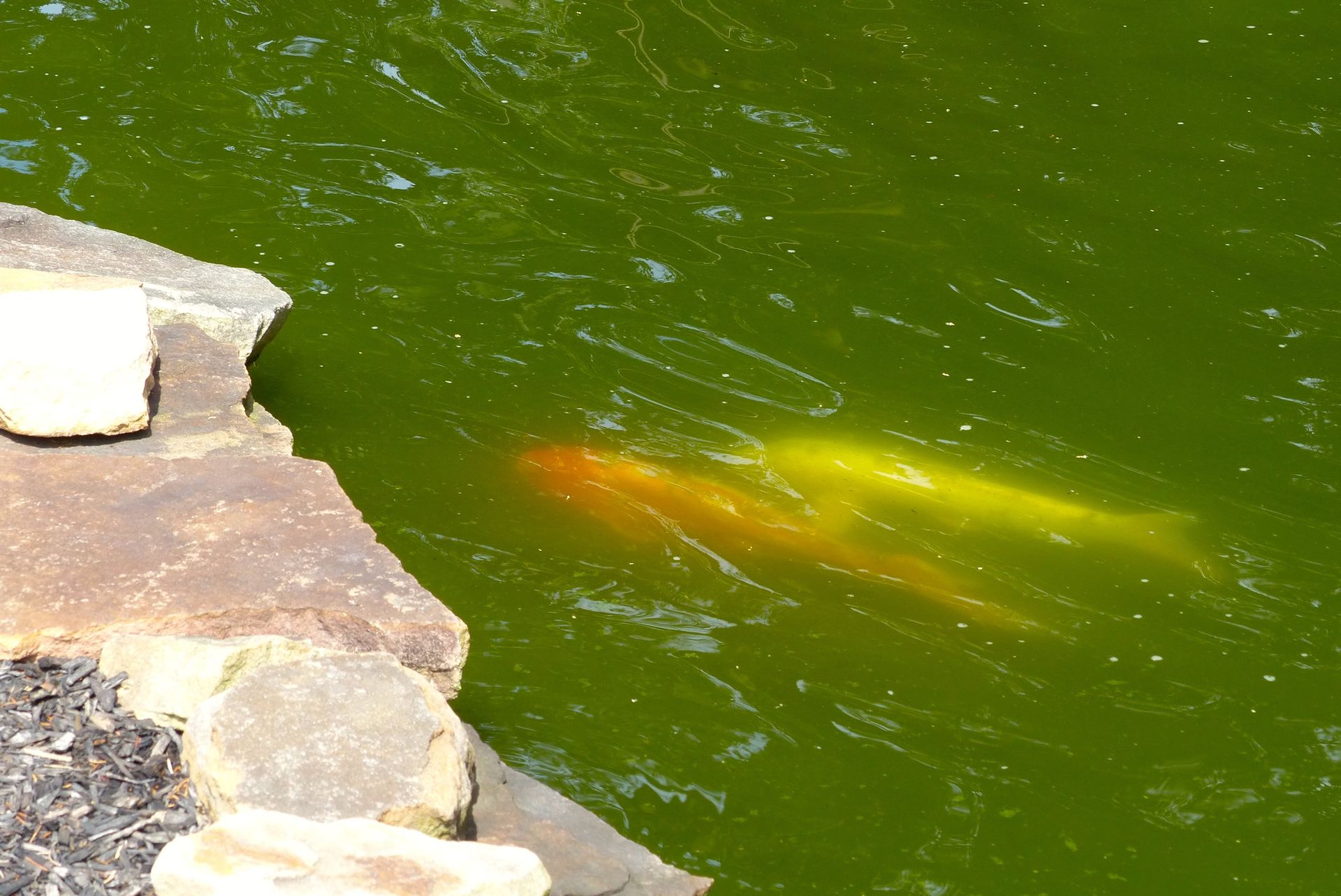 Two orange and yellow koi fish swim in a green pond near a stone edge.