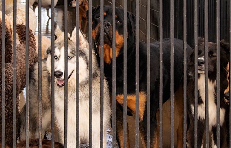 Pet Boarding — Dogs Behind The Cage In Daycare in Franklin, OH Pet Boarding — Dogs Behind The Cage In Daycare in Franklin, OH