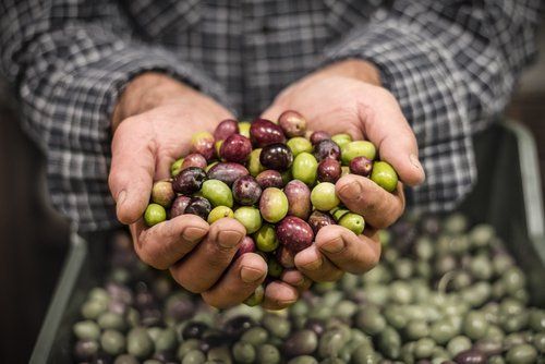 mani di un uomo che tengono una manciata di olive