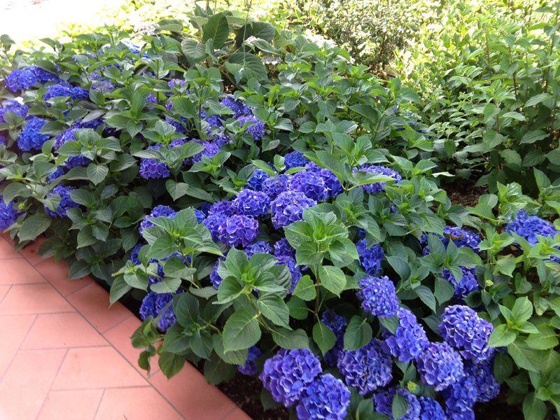 fiori