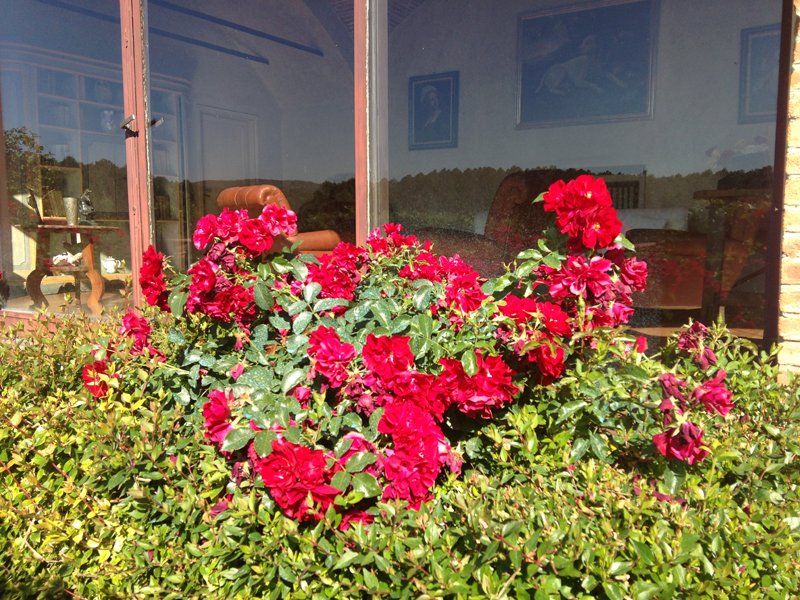 fiori