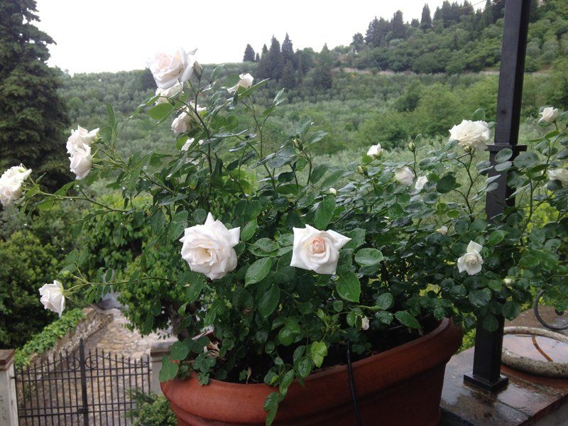 rose bianche