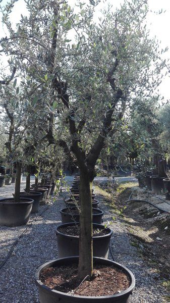 pianta da giardino