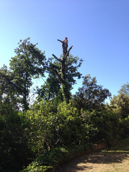 potatura alberi