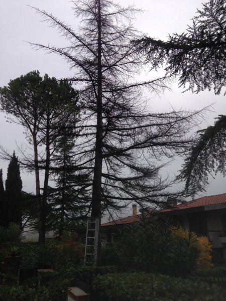 potatura alberi