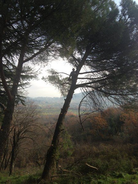 tree climbing