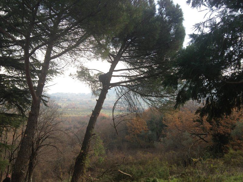 tree climbing