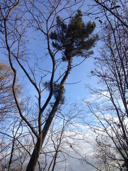 tree climbing