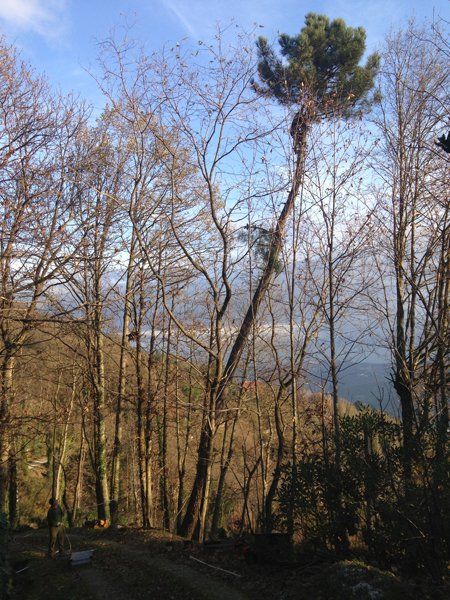 tree climbing