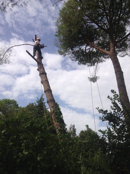 tree climbing