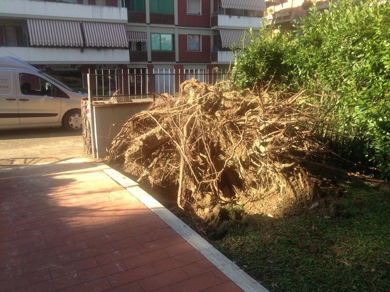 bonifica boschi
