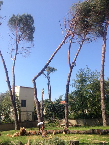 bonifica boschi