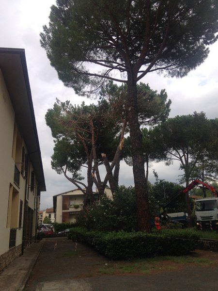 bonifica boschi