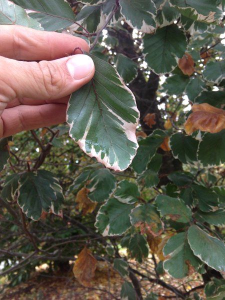 trattamenti fitosanitari per alberi