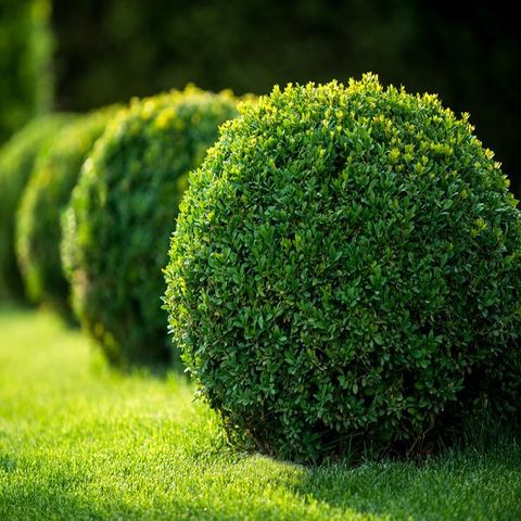 Landscape Gardening