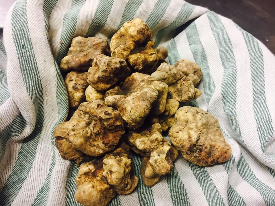 tartufi