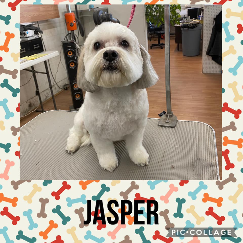 A White Cute Dog — Idaho Falls, ID — Class Act Grooming
