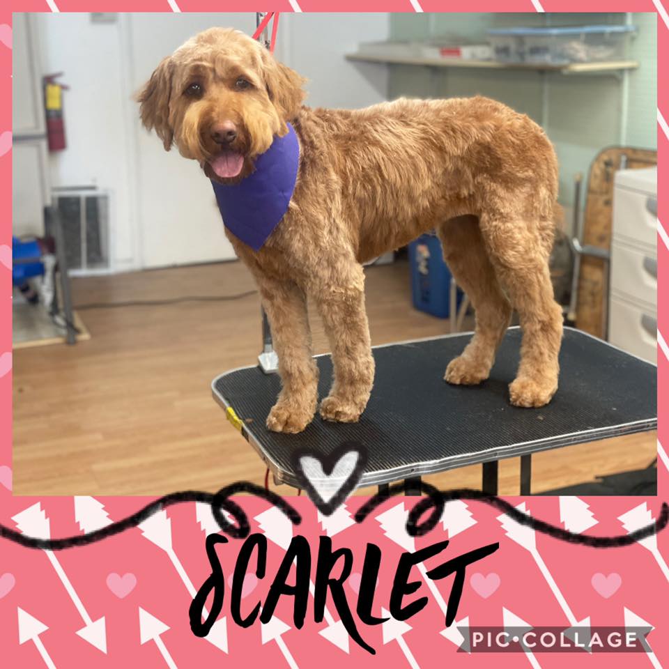 A Dog with Violet Bandana — Idaho Falls, ID — Class Act Grooming