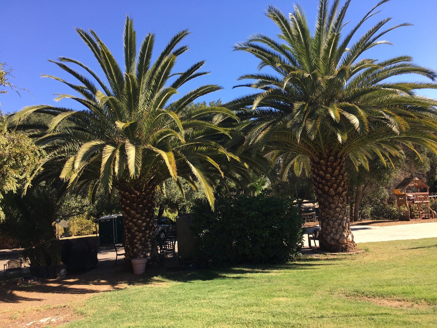 Two palm trees with green fronds against a clear blue sky, in a grassy outdoor setting.