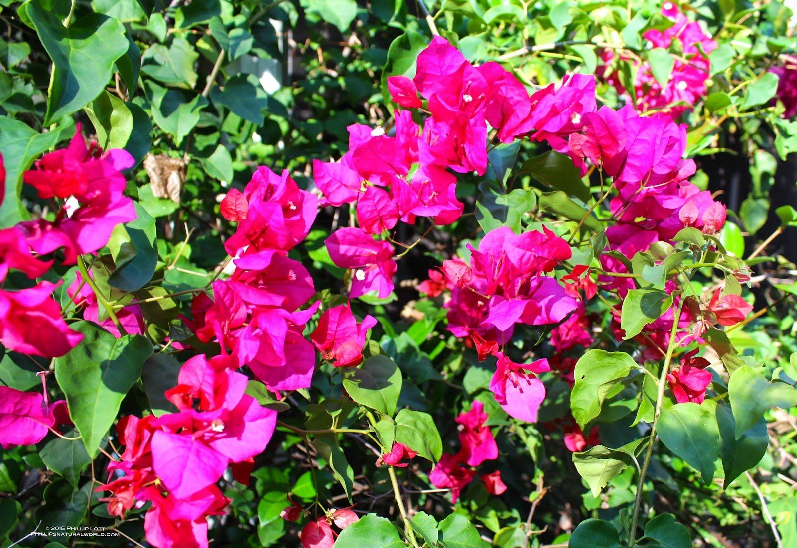 Bright pink bougainvillea flowers with green leaves.