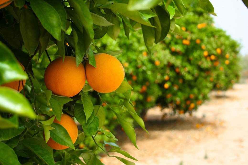 Oranges hanging from green-leafed trees in an orchard, rows of trees along a dusty path.