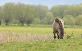 Bij een wandeling in de Reytmeersen kan je deze prachtige Konikpaarden tegenkomen.