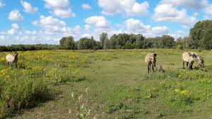Grazende Konikpaarden in de Reytmeersen.