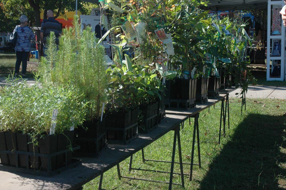 plants