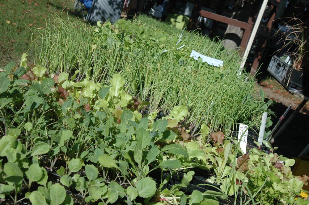 plants