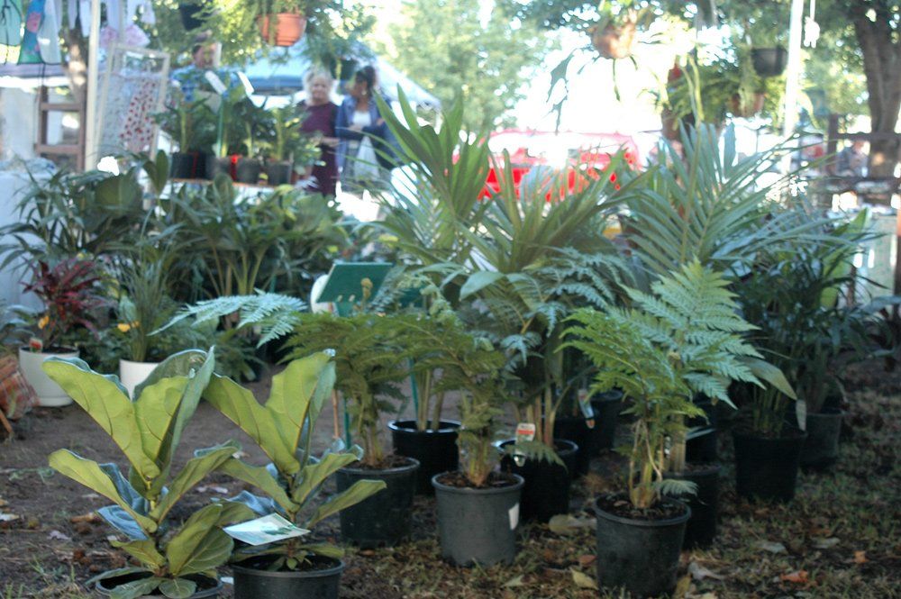 group of plants