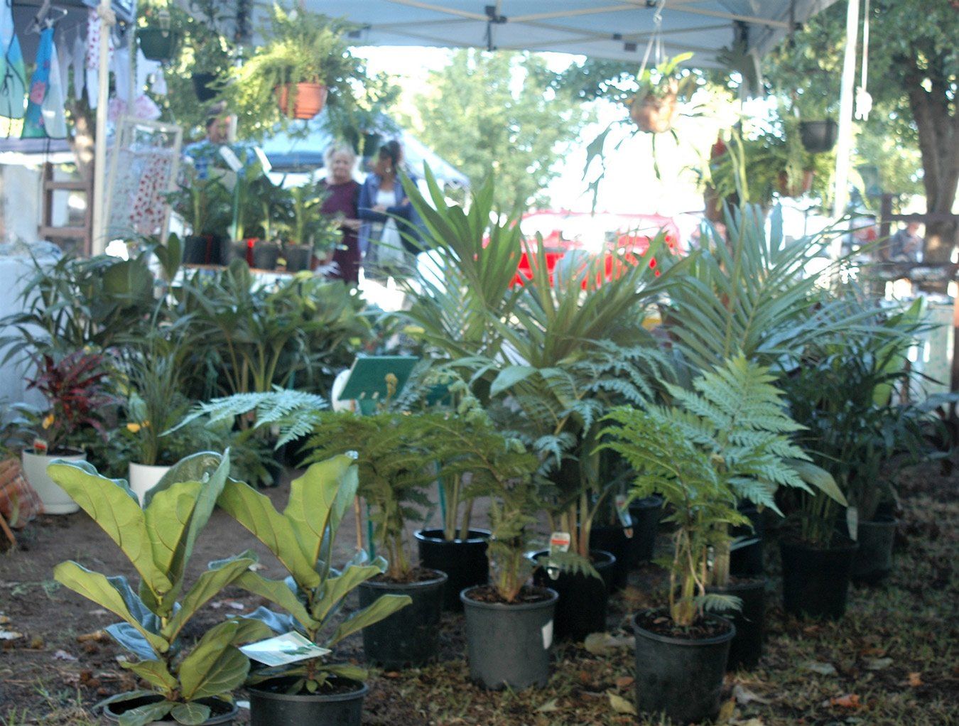 plants