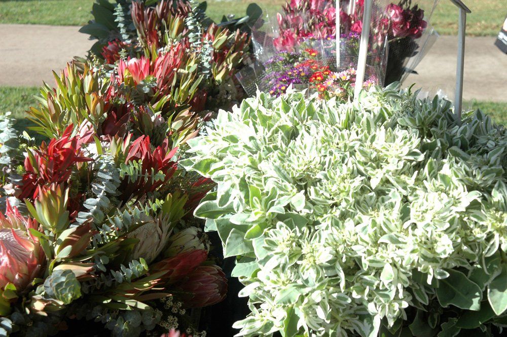 plants