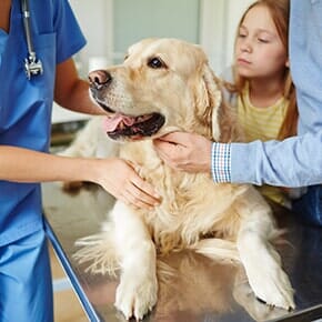 Veterinarians — Cute Dog at Clinic in Terrebonne, OR