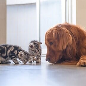 Pet Training — Kittens and Golden Retriever in Terrebonne, OR