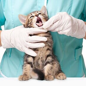 Emergency Services Veterinarians — Kitten Having Dental Checkup in Terrebonne, OR Emergency Services Veterinarians — Kitten Having Dental Checkup in Terrebonne, OR