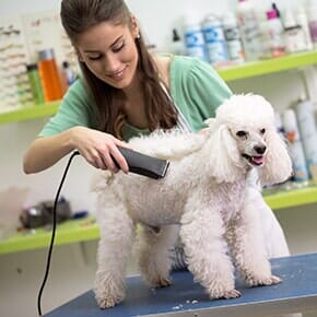 Pet Behaviors — Haircut for White Poodle in Terrebonne, OR Pet Behaviors — Haircut for White Poodle in Terrebonne, OR